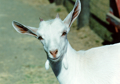 Goats are cool... O_o